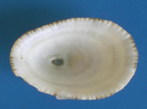 ancora un fissurellidae